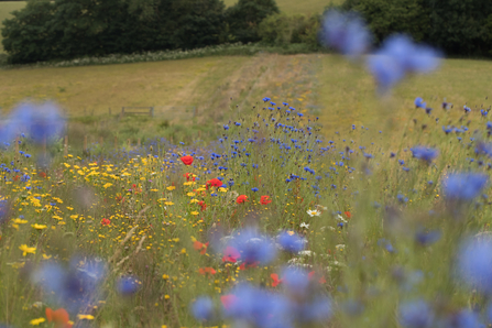 Wildflowers farm