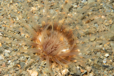 Sea grass Burrowing anemone