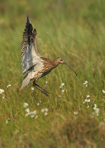 Curlew