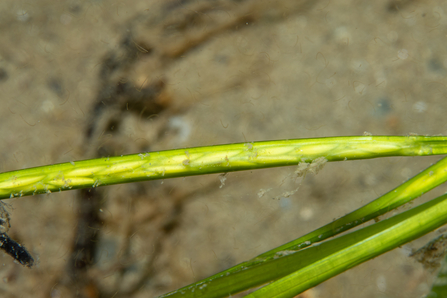 Seagrass