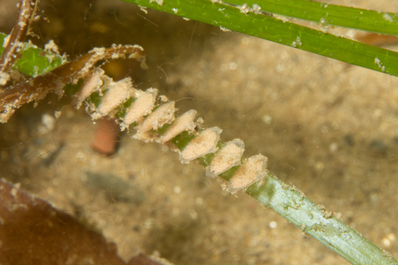 Seagrass Netted dog whelk