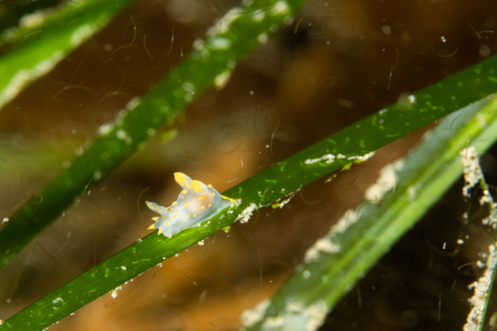 Seagrass with a nudibranch 