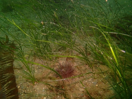 Seagrass