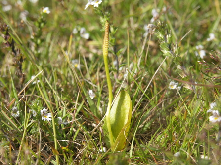 Adder's Tongue Fern