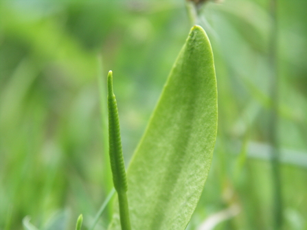 Adder's Tongue Fern