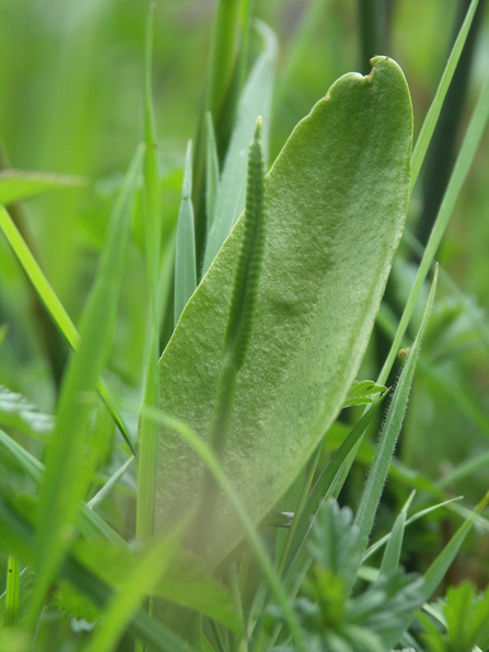 Adder's Tongue Fern