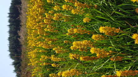 Bog Asphodel