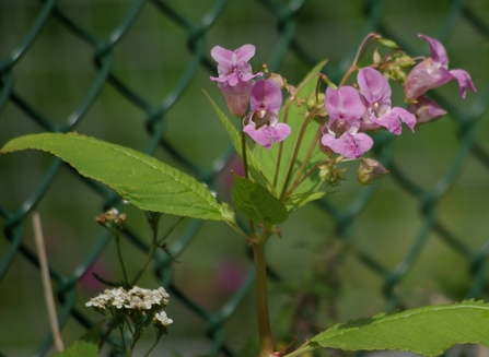 Himalayan balsam