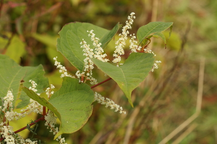 Japanese Knotweed