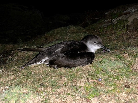 manx shearwater