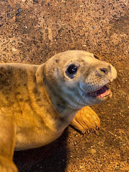 Seal pup rehabilitation