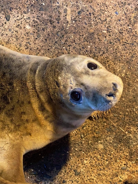 Seal Rehab