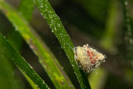 Grooved top shell seagrass