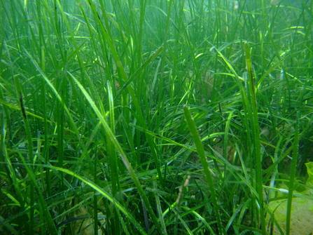 Seagrass