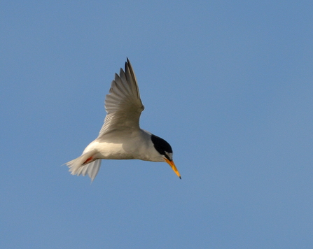Little Tern