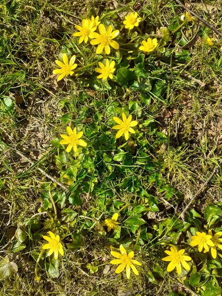 Lesser Celandine