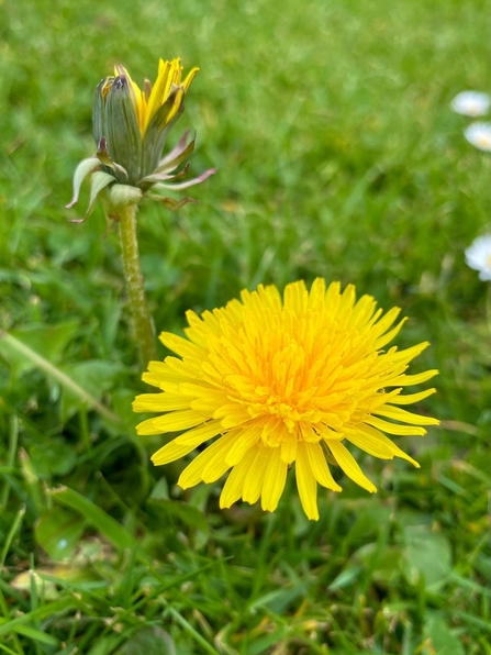 dandelion 