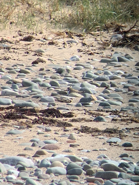 Ringed Plover