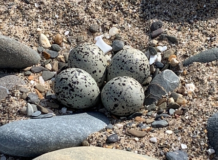 Ringed Plover eggs