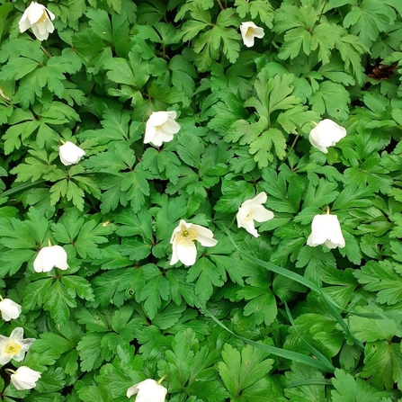 wood anemone