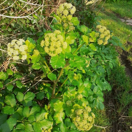 alexanders 