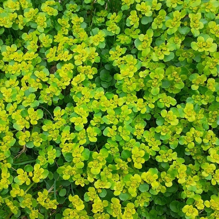 Opposite Leaved Golden Saxifridge 