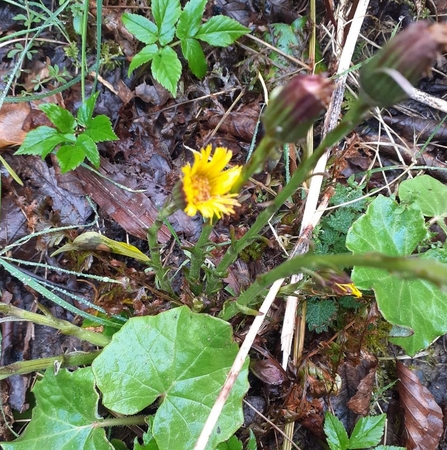 Coltsfoot