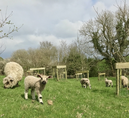 Sheep grazing in young woodland