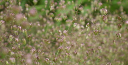 Shaking grass