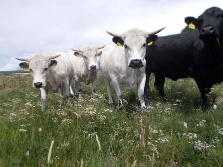 Cattle at Grenaby