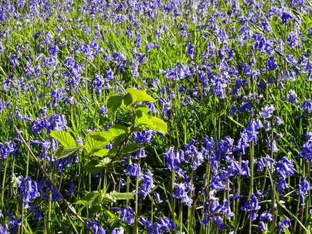 Hazel planted in 2016