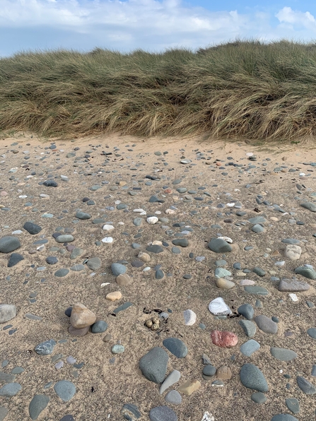 Oystercatcher eggs