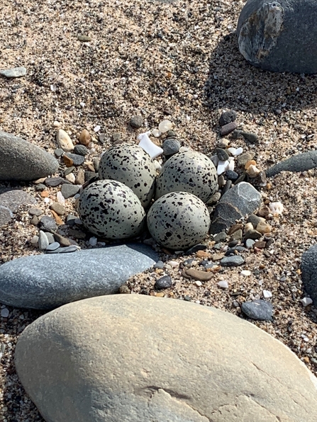 Ringed Plover eggs