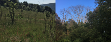 Ash dieback