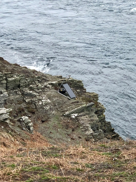 Manx Shearwater