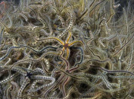 Common brittlestars