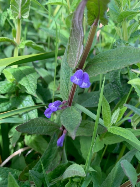 Skullcap