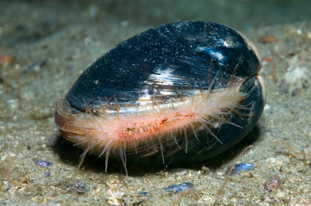 Ocean quahog 