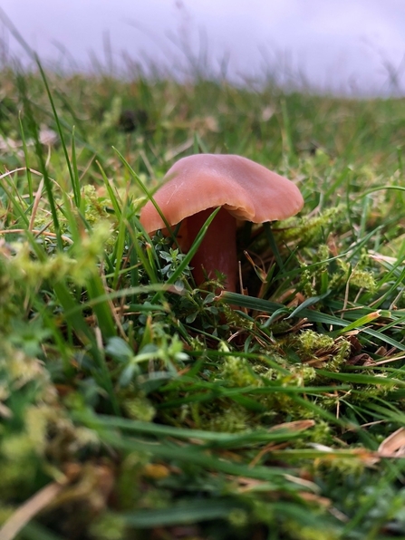 Butterscotch waxcap