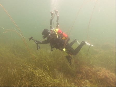 Eelgrass survey