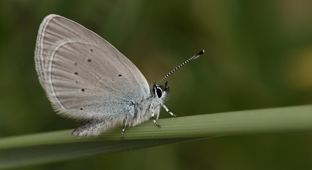 A small blue butterfly rests on a grass stem, with its wings held closed above its body. The undersides of the wings are a dusky silver-blue, with small black spots