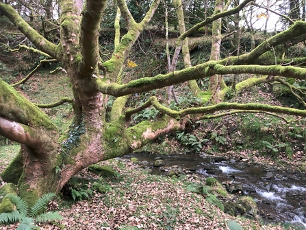 Sycamore at Glion Darragh