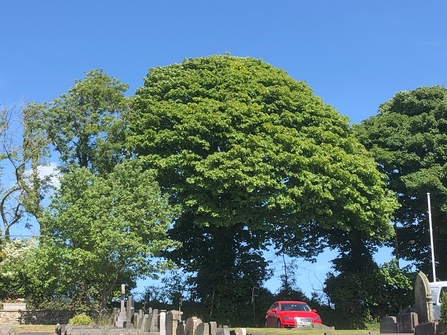 Sycamore in May