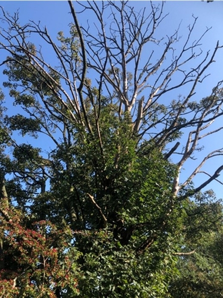A Sycamore regrowing after serious fungal attack
