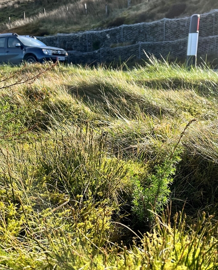 Planted Juniper
