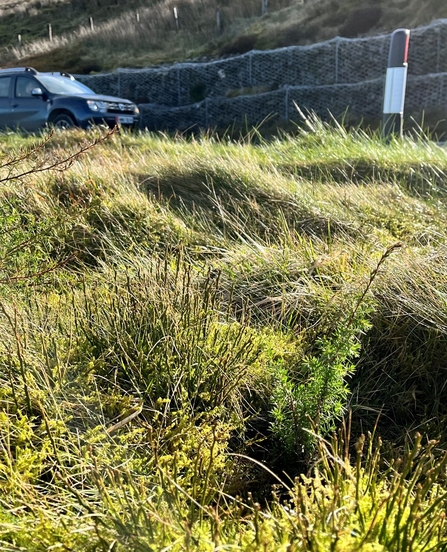 Planted Juniper 