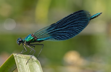 Banded Damoiselle on perch