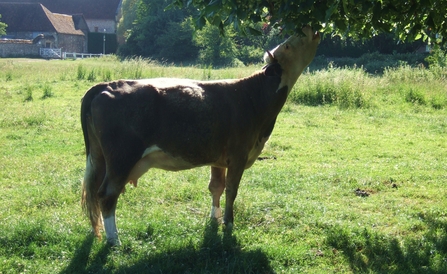 Cow Browsing 