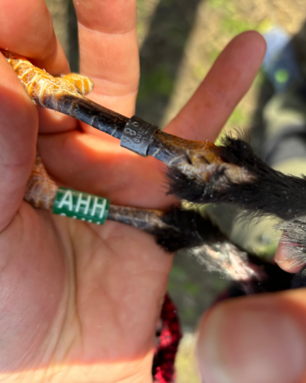 Juvenile Chough being ringed (under licence) with unique metal and colour identification rings.