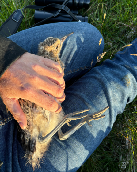 Curlew chick being ringed (under DEFA & BTO licence) on Dalby Mountain on 19/06/2024.